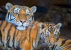 USA, Utah. Amur (Siberian) tiger mother interacting with male cub, Hogle Zoo, Salt Lake City. Art Print